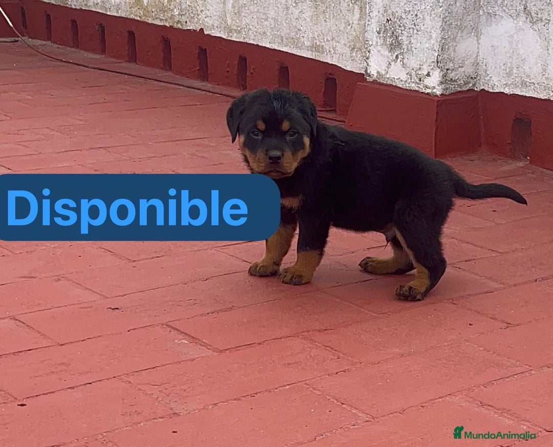 Rottweiler perros en venta: Preciosos Rottweiler - Anuncio 2