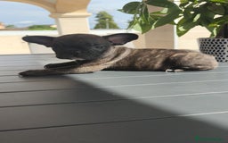 Bulldog Francés perros en venta: Atigrada bulldog Francés 🔝 - Imagen 8