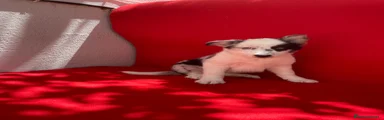 Border Collie 4