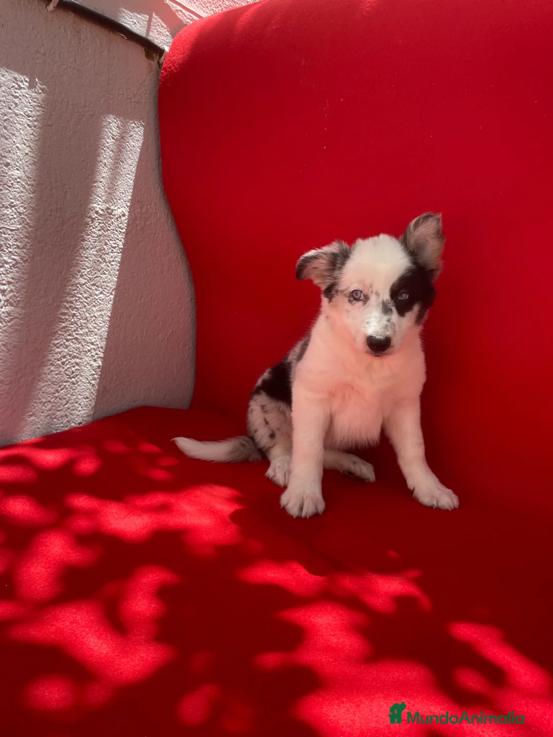 Border Collie perros en venta: Excelentes cachorros Border collie  - Anuncio 2