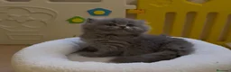 Británico de Pelo Corto Azul gatos en venta: Exclusivos gatitos British Shorthair Blue y Lilac  - Anuncio 7