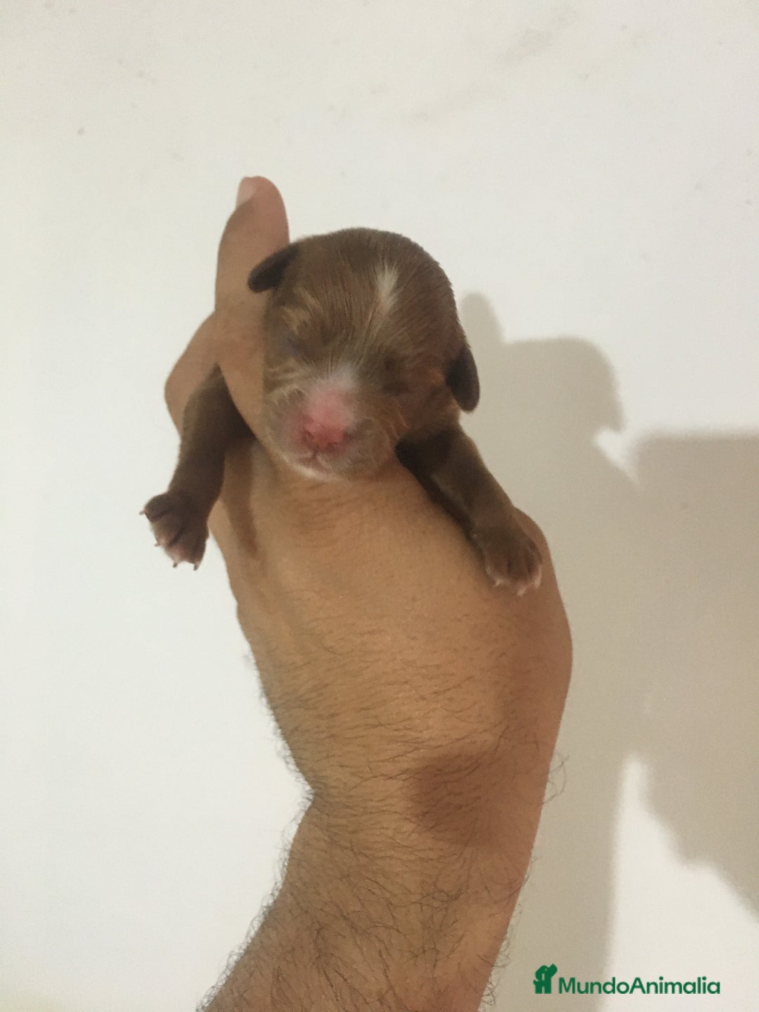 Cavapoo perros en venta: CAVAPOO GRAN CALIDAD  - Imagen 1