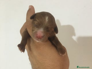 Cavapoo perros - Anuncio 1