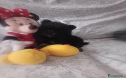 Pomerania perros en venta: Hembra de pomerania toys  - Imagen 2