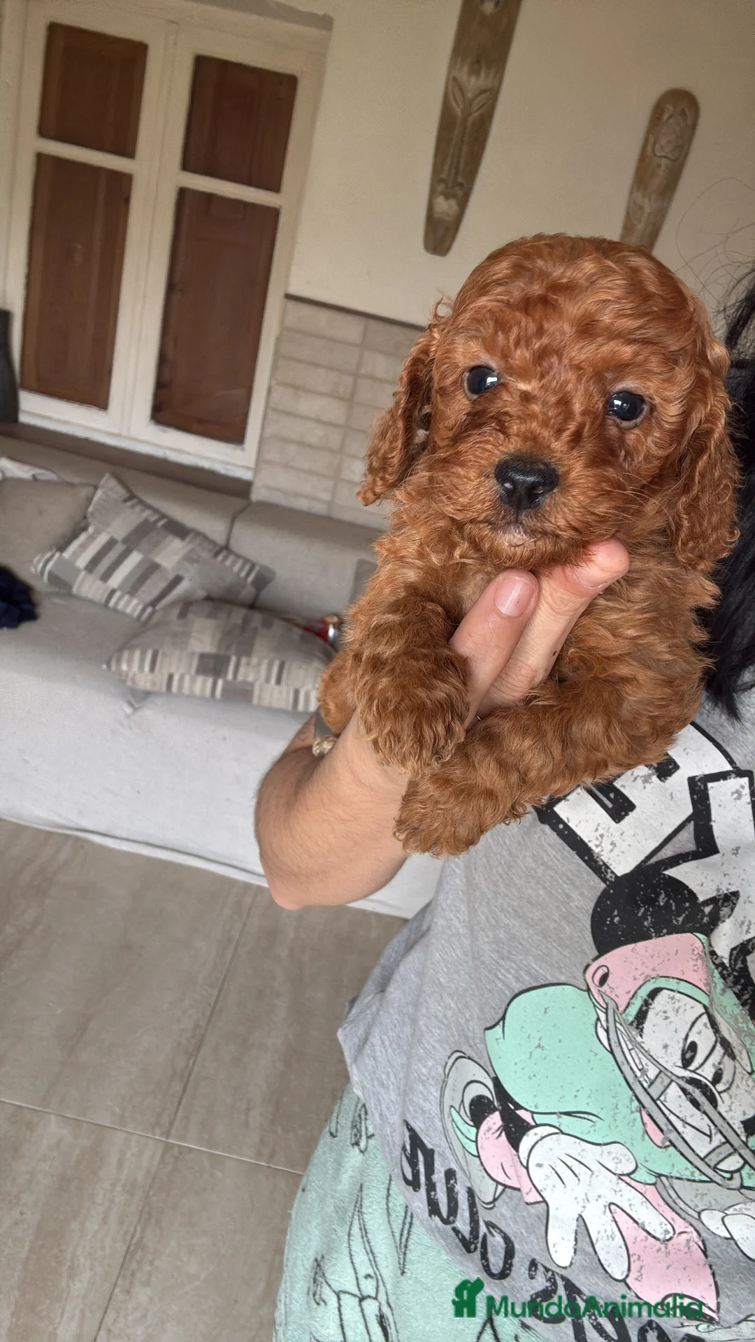 Caniche Toy perros en venta: Caniche Toy  - Anuncio 1