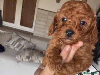 Caniche Toy perros Caniche Toy - Anuncio 1