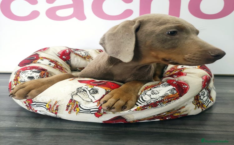 Dobermann perros - Propaganda 1