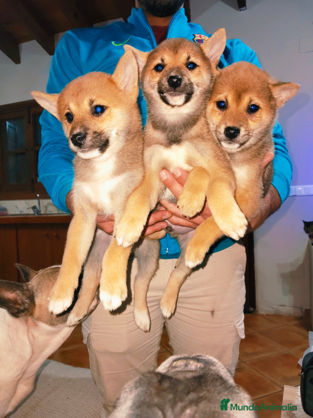 Shiba Inu perros en venta: Shiba Inu rojos machos disponibles  - Anuncio 1