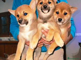 Shiba Inu perros Shiba Inu rojos machos disponibles - Anuncio 1