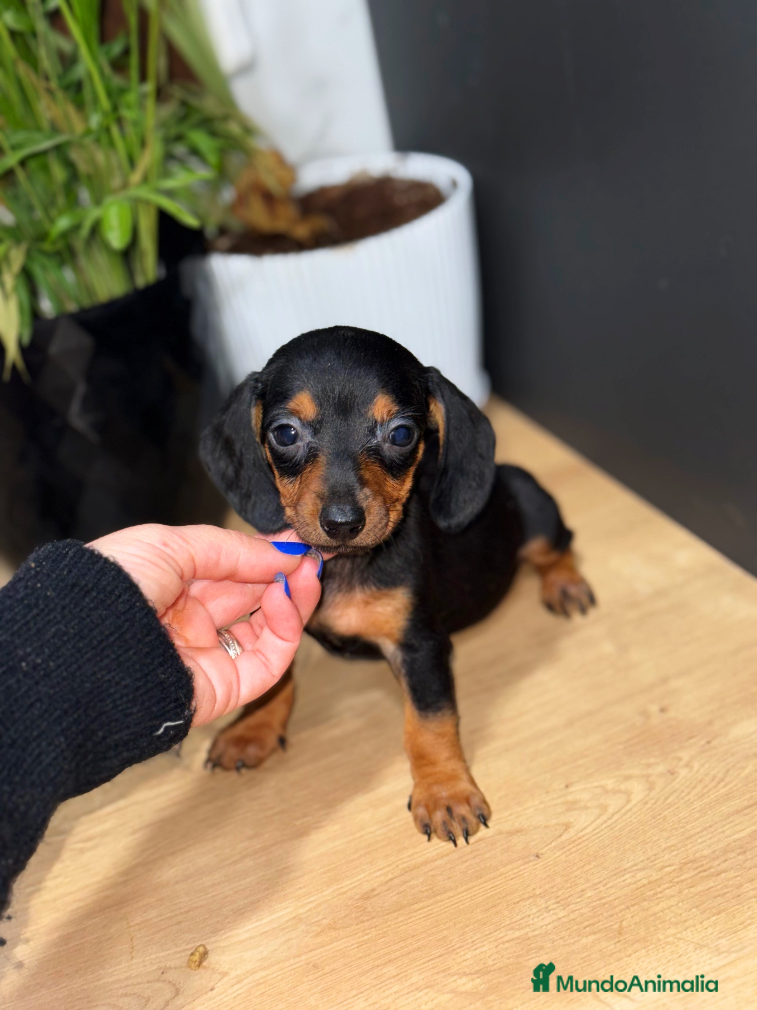 Teckel Miniatura perros 2 hembras teckel kanichen negras y fuego  - Anuncio 18
