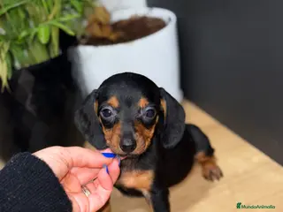 Teckel Miniatura perros 2 hembras teckel kanichen negras y fuego - Anuncio 18