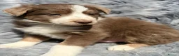Border Collie perros en venta: Border collie tricolor Lilac  - Anuncio 2