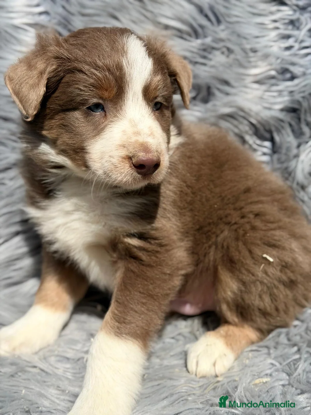 Border Collie perros en venta: Border collie tricolor Lilac  - Anuncio 2