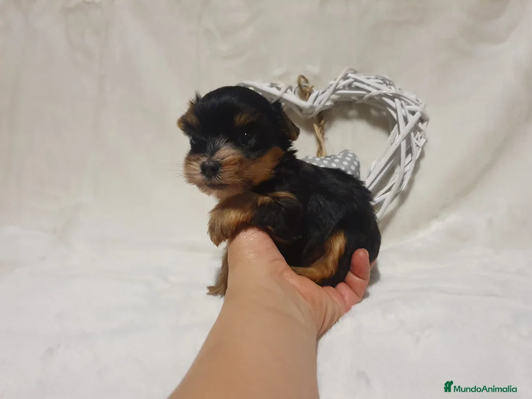 Yorkshire Terrier perros en venta: Preciosos cachorros de Yorkshire  en Granada - Anuncio 4
