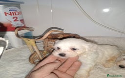 Bichón Maltés perros en venta: Bichón maltes linea americana - Imagen 3