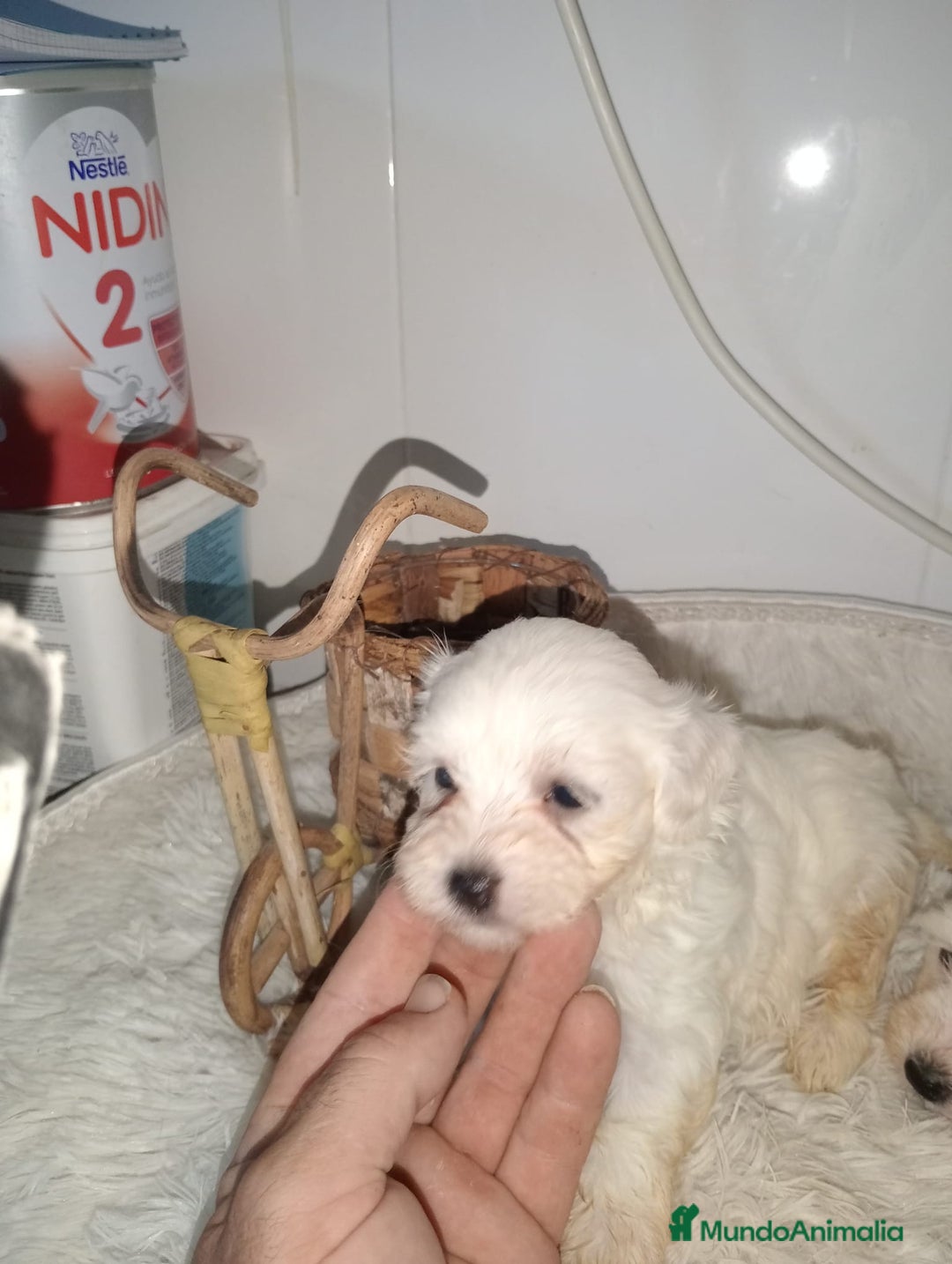 Bichón Maltés perros en venta: Bichón maltes linea americana - Imagen 3