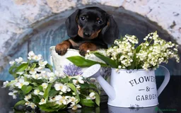 Teckel Miniatura perros en venta: TECKEL ARLEQUINES Y LISOS  - Imagen 5
