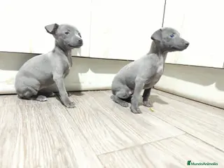 Pequeño Lebrel Italiano perros Espectacular hembritas de galgo italiano blue - Anuncio 1