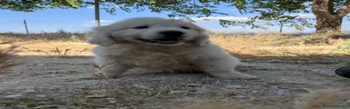 Golden Retriever 5