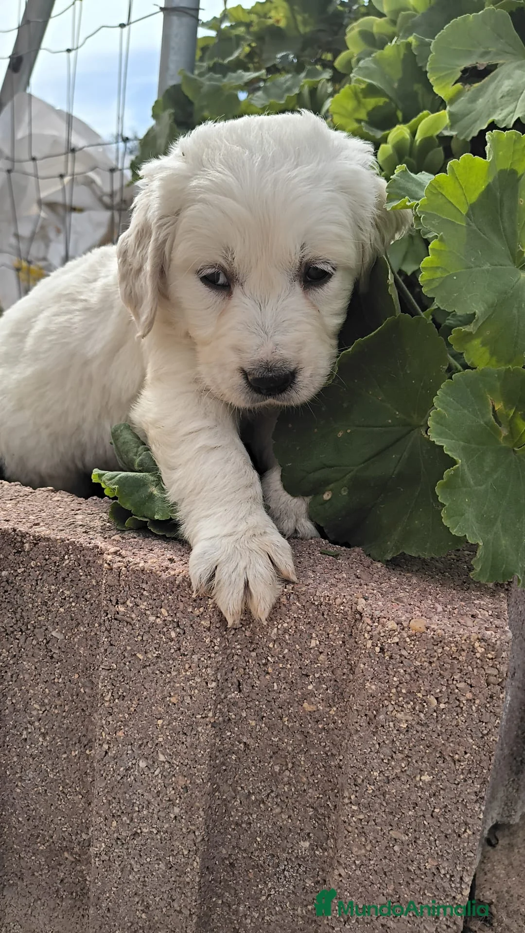 Golden Retriever perros en venta: Última hembra disponible para ENTREGAR YA! - Anuncio 3