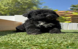 Perro de Agua Español perros en venta: PERRO DE AGUA ESPAÑOL HEMBRA - Imagen 9