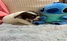 Chihuahua perros en venta: Chihuahua toy rusos - Imagen 10