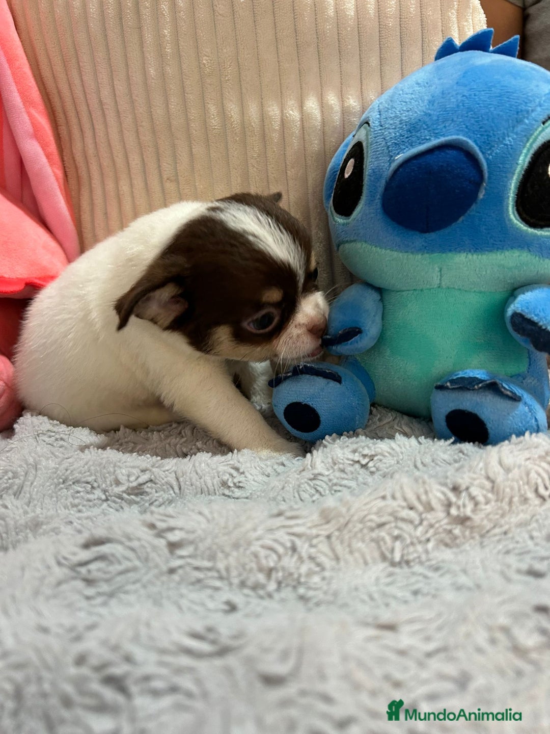 Chihuahua perros en venta: Chihuahua toy rusos - Imagen 10