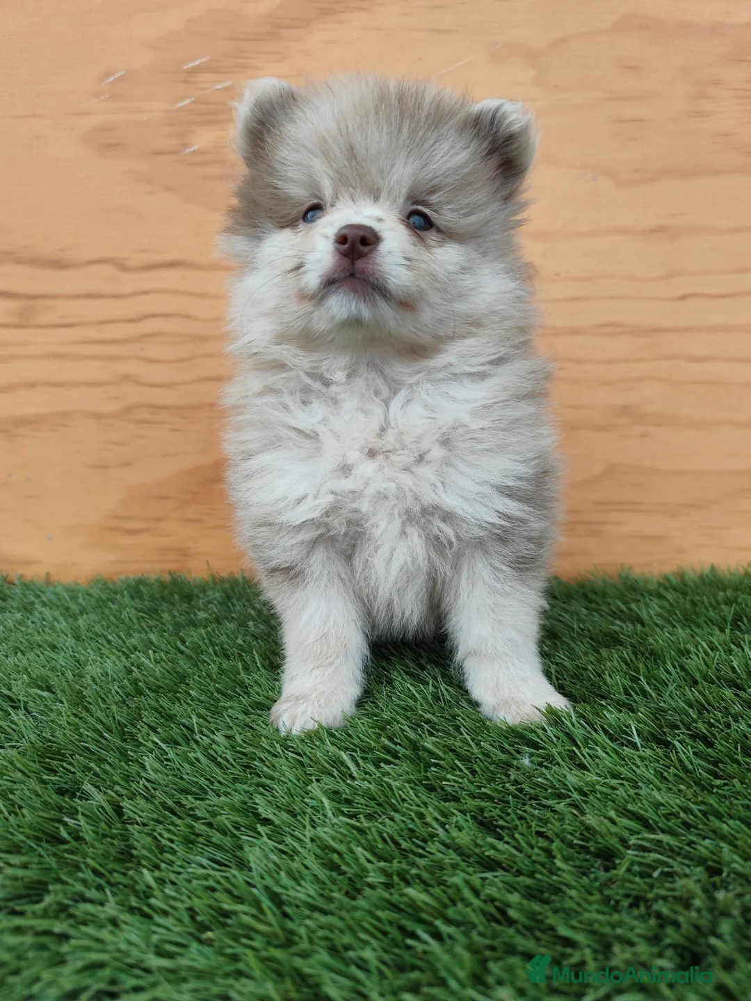 Spitz mediano - Mittelspitz perros en venta: Spitz mediano - Anuncio 2