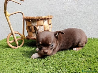 Chihuahua perros en Barcelona - Anuncio 23