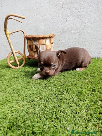 Chihuahua perros en Barcelona - Anuncio 1