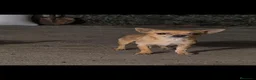Chihuahua perros en venta: Disponible Chihuahuas de calidad  - Anuncio 15