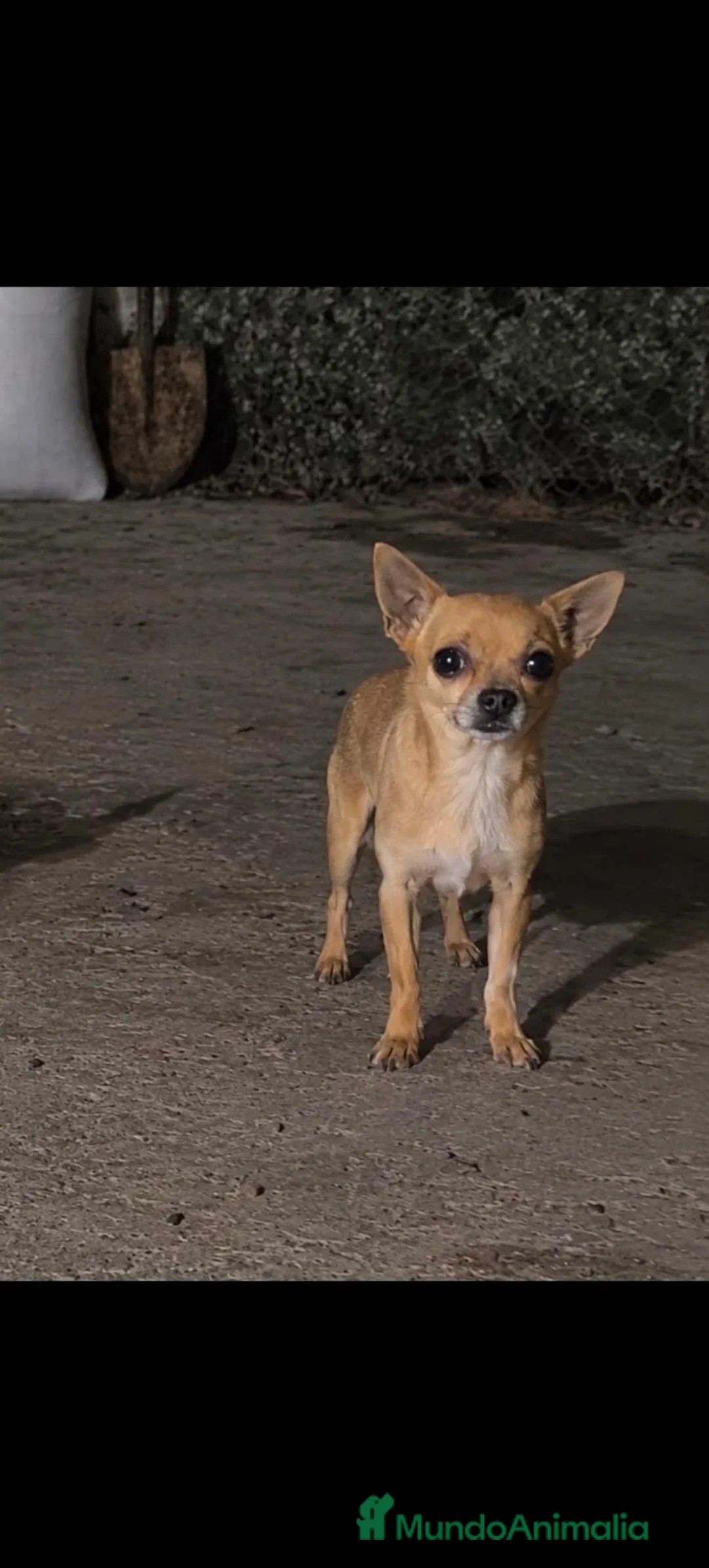 Chihuahua perros en venta: Disponible Chihuahuas de calidad  - Anuncio 15