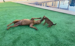 Pinscher Miniatura perros en venta: Pinscher macho  - Imagen 3