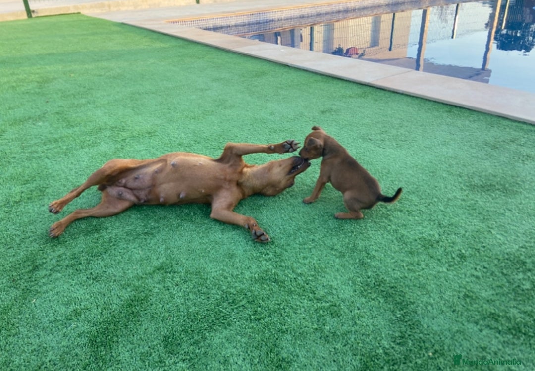 Pinscher Miniatura perros en venta: Pinscher macho  - Imagen 3