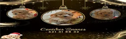 Caniche Toy perros en venta: IMPRESIONANTES CANICHES LINEA TOY  - Anuncio 15