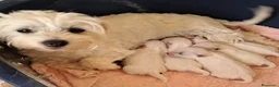 Bichón Maltés perros en venta: Bebés Bichon Maltés Machos  - Anuncio 4