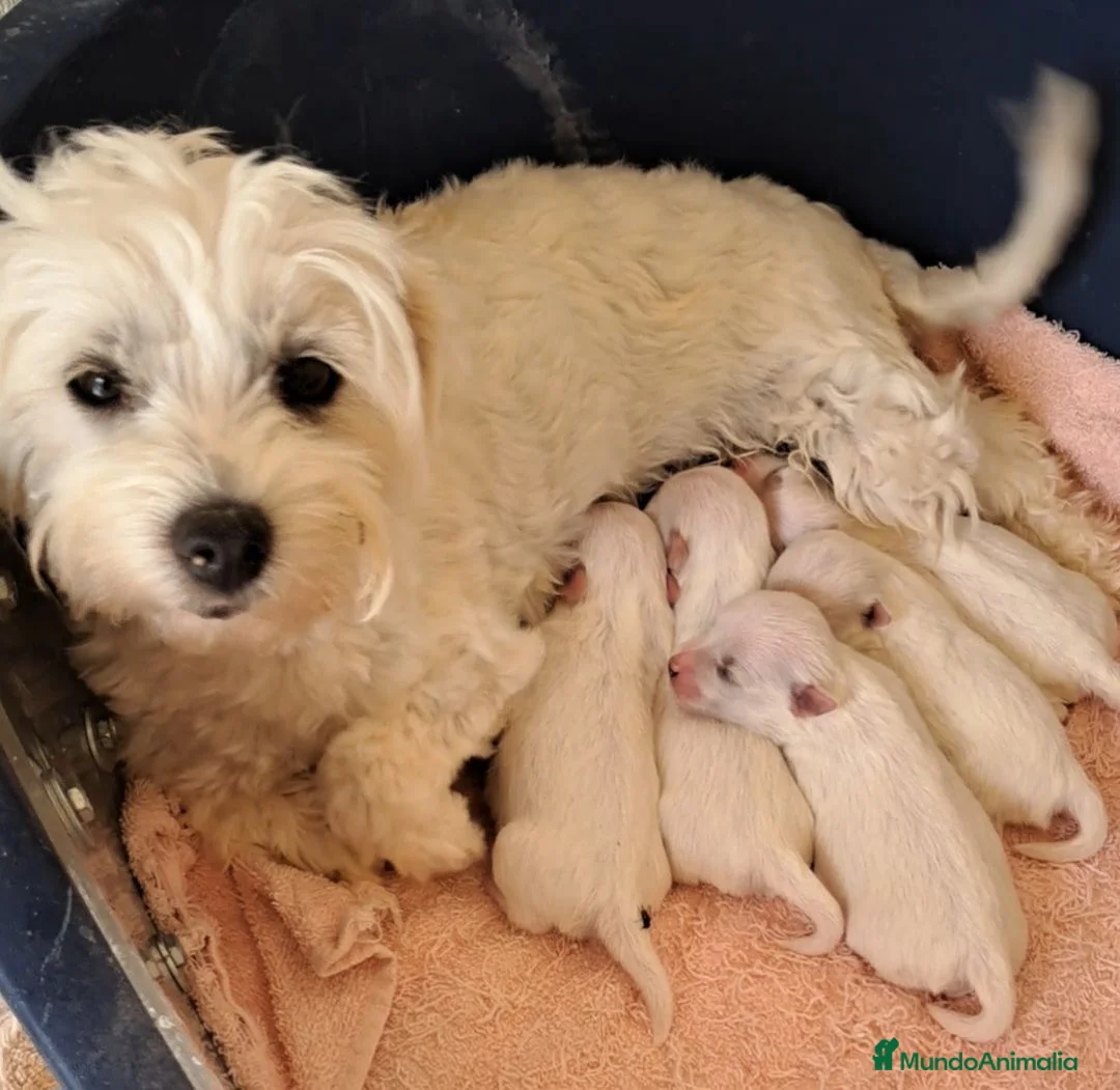 Bichón Maltés perros en venta: Bebés Bichon Maltés Machos  - Anuncio 4