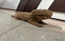 Caniche Toy perros en venta: Caniche Toy rojo macho 75%asiatico - Imagen 3