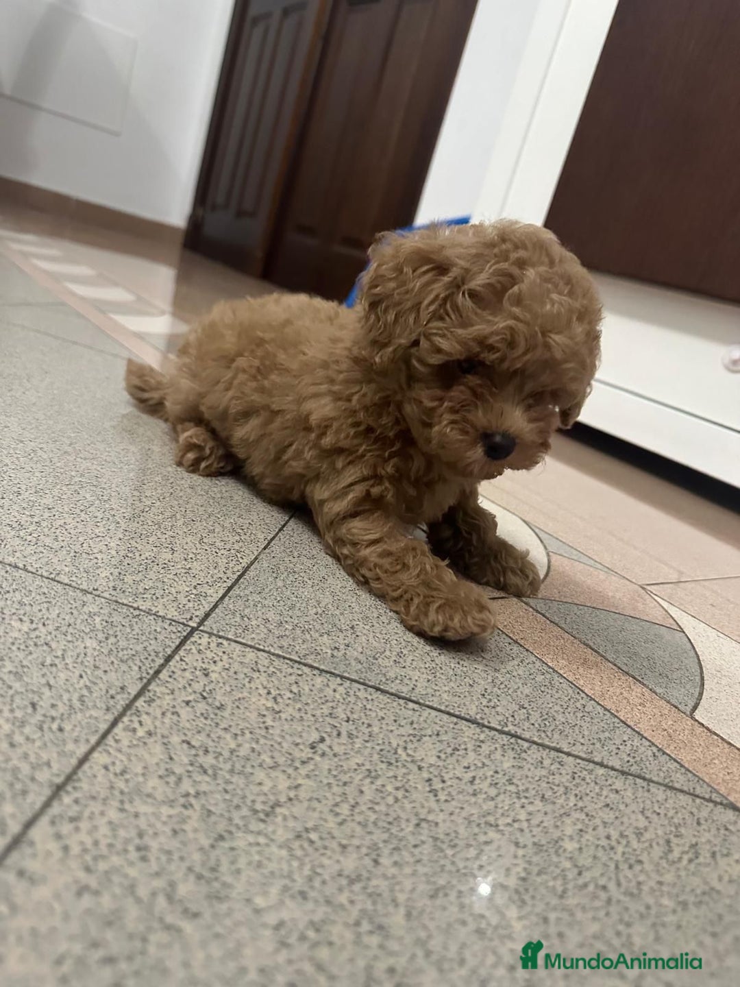 Caniche Toy perros en venta: Caniche Toy rojo macho 75%asiatico - Imagen 3