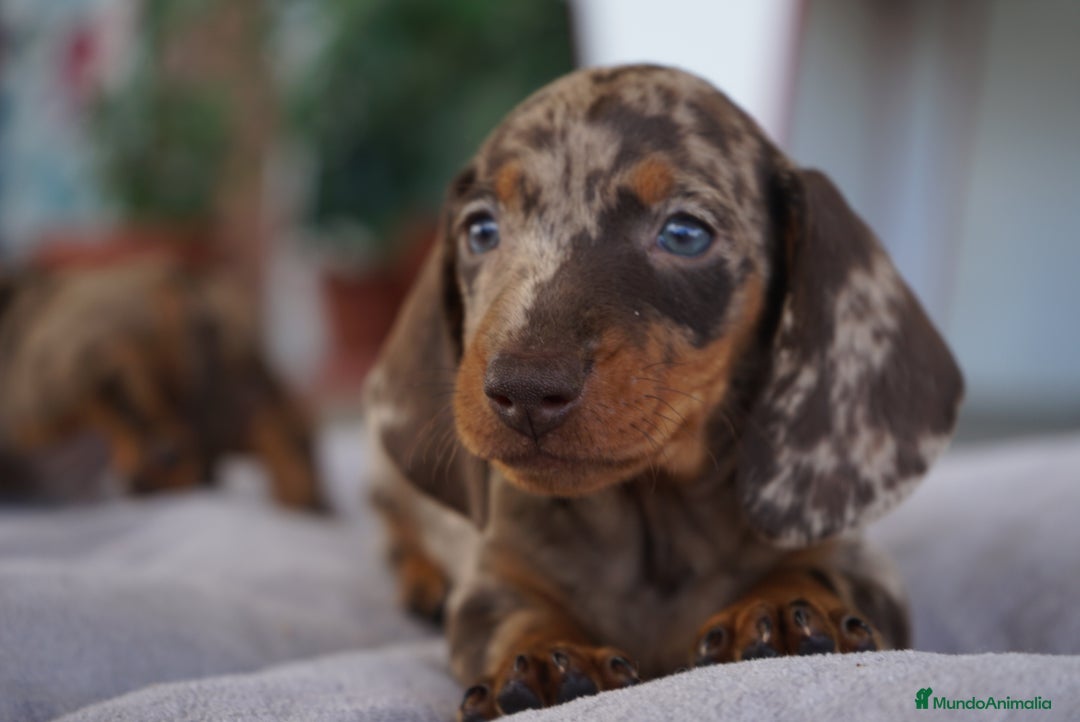Teckel Miniatura perros en venta: 🌈 Kodat, Byron, Curry y Florentina 🐶 - Imagen 2