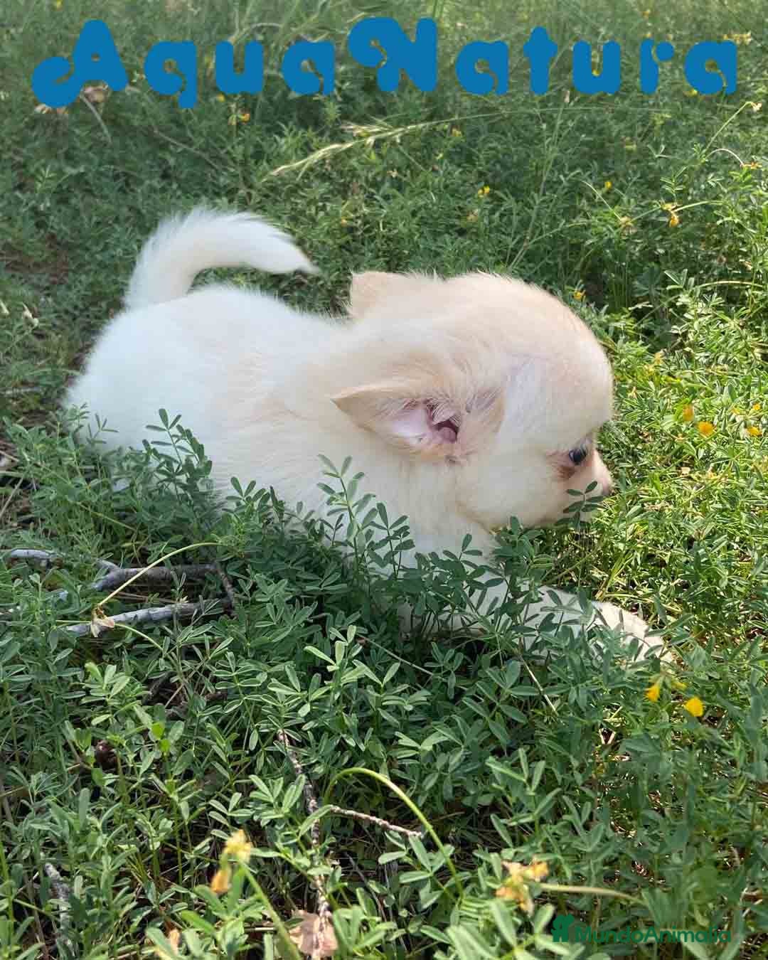 Chihuahua perros en venta: Camada Pomchi de Japi y Manchitas AQUANATURA - Imagen 8