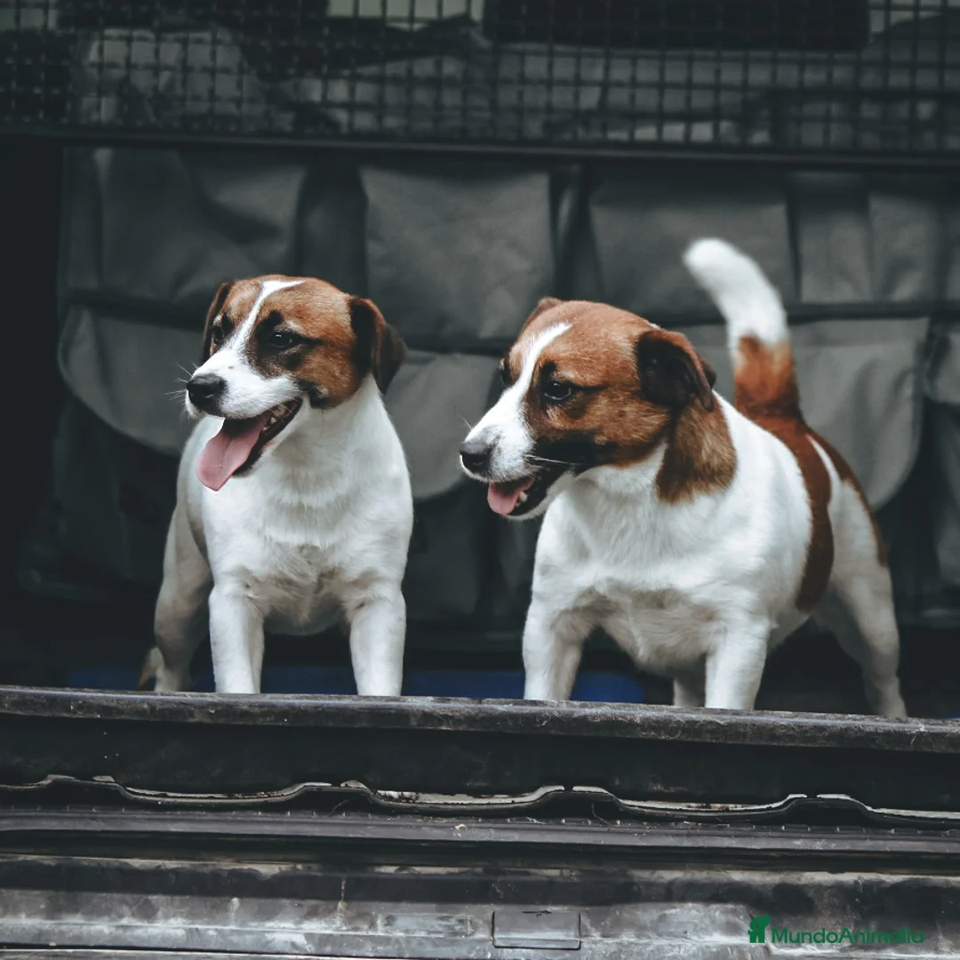 Imagen de galería {{count}}