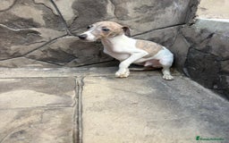 Whippet perros en venta: Whippet  - Imagen 17