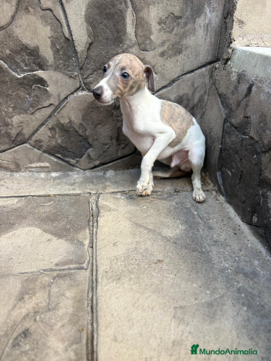 Whippet perros en venta: Whippet  - Imagen 17