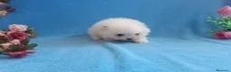 Pomerania perros en venta: IMPRESIONANTES POMERANIA MACHOS Y HEMBRAS  - Anuncio 14
