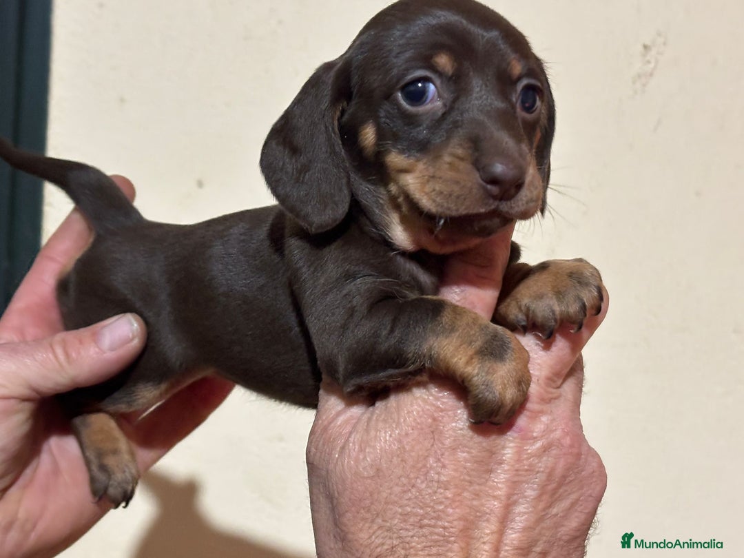 Teckel perros en venta: Teckel hembra chocolate  - Anuncio 4