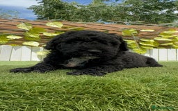 Perro de Agua Español perros en venta: PERRO DE AGUA ESPAÑOL - Imagen 13