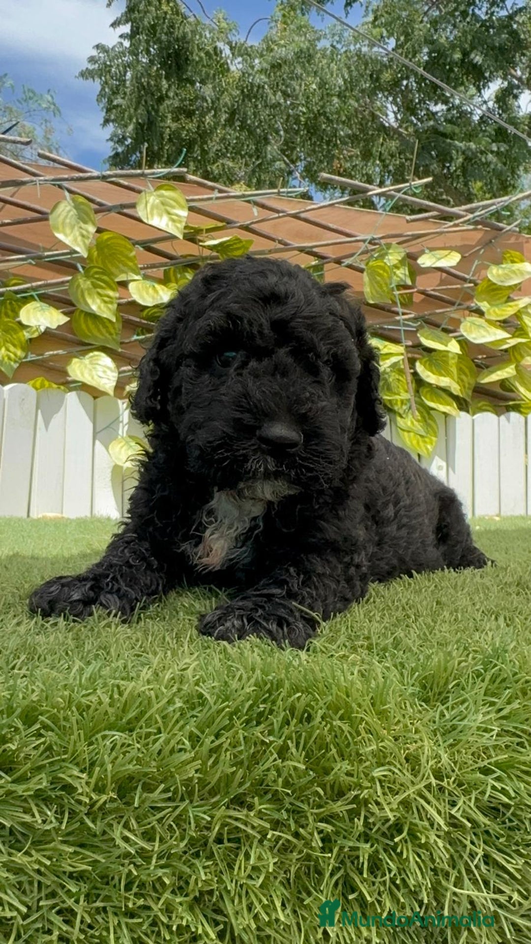 Perro de Agua Español perros en venta: PERRO DE AGUA ESPAÑOL - Imagen 13