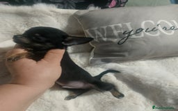 Chihuahua perros en venta: Chihuahua toy de verdad  - Imagen 1