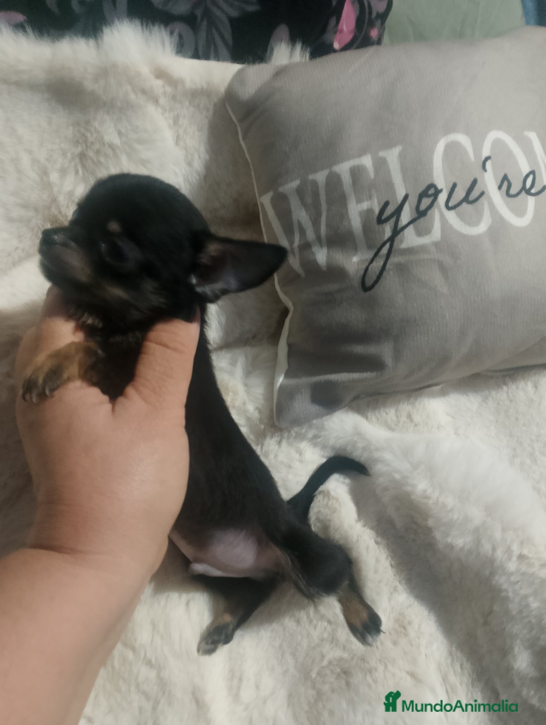 Chihuahua perros en venta: Chihuahua toy de verdad  - Imagen 1